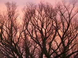 pink sunset through the trees