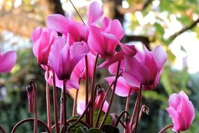 pink buds of cyclamen