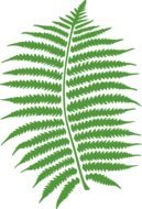 Green leaves of fern at white background