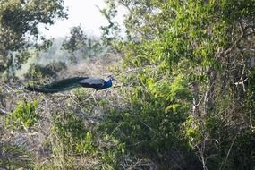 peacock with exotic plumage in a forest in India