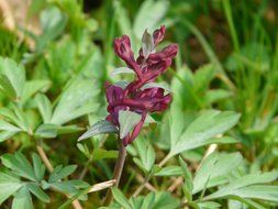 purple Corydalis among green grass
