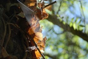 delicate cobweb in a tree close-up on blurred background