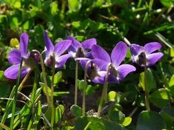 blue wild flowers in green grass