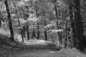 Black and white photo of trees and trail in a forest