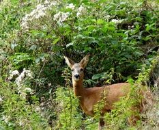 young deer in the bushes