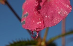 macro photo of extraordinarily beautiful pink drip flower