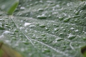 rain drops on leaf, macro on a blurred background