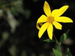 yellow flower at sun light