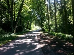 forest path road