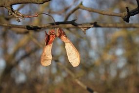 Seeds of the acer in autumn