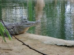 predatory dangerous crocodile near the water