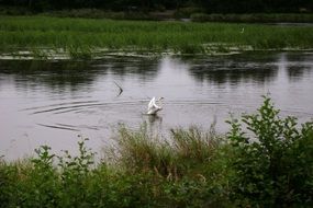 swan with open wings on water at summer