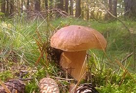 Edible mushroom in autumn in the forest