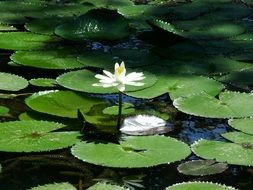 regal victory flowers on the pond