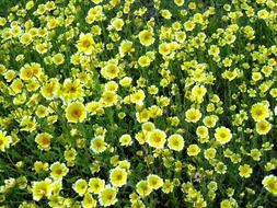 meadow of wildflowers in California