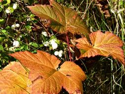 bright maple leaves on the grass in the forest