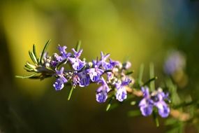 rosemary flowers close up at green blurred background