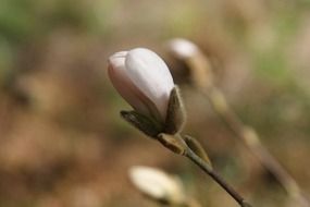 bud spring magnolia