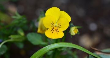 yellow flower blossoming plant