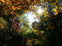 autumn leaves in the light rays