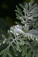 plant green fuzzy