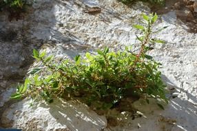 plant pierre