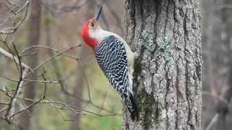 red bellied woodpecker