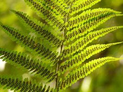 Green spotted leaf fern
