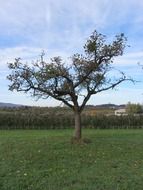 wonderful trees landscape