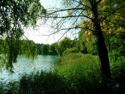 cane and green trees at lake