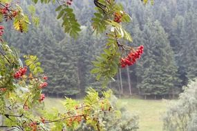 rowanberries autumn