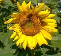 ruffled yellow sunflower