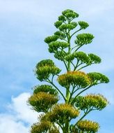 agave plant against the sky