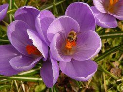 top view of a bee inside a purple crocus