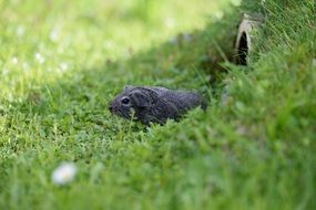 guinea pig cute animal