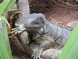 beautiful iguana lizard