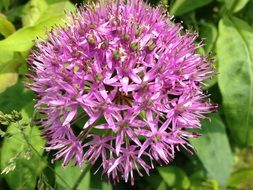 pink ball-shaped flower