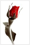 bud red rose on white background