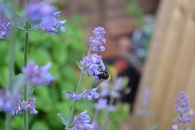 catmint catnip purple flower