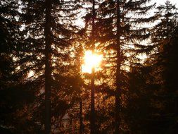 view of the sun shining through the fir forest