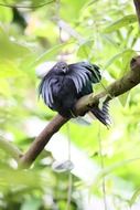 black bird on a tree branch