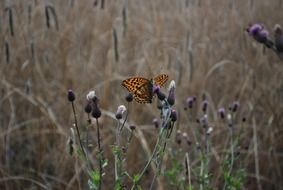 butterfly on sow thistle