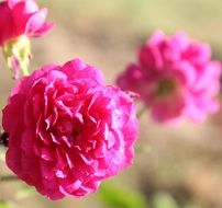 Colorful blooming pink flowers