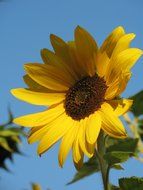 Beautiful sunflower against a blue sky