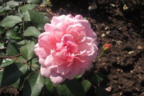 light pink lush rose on a bush