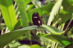 black butterfly on a green leaf of a plant