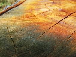 orange wood trunk