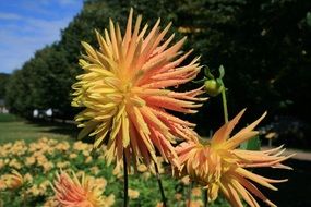 Red and yellow dahlia flowers in autumn