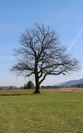 lonely big tree among the field on a summer day