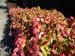 bushes hedge landscape